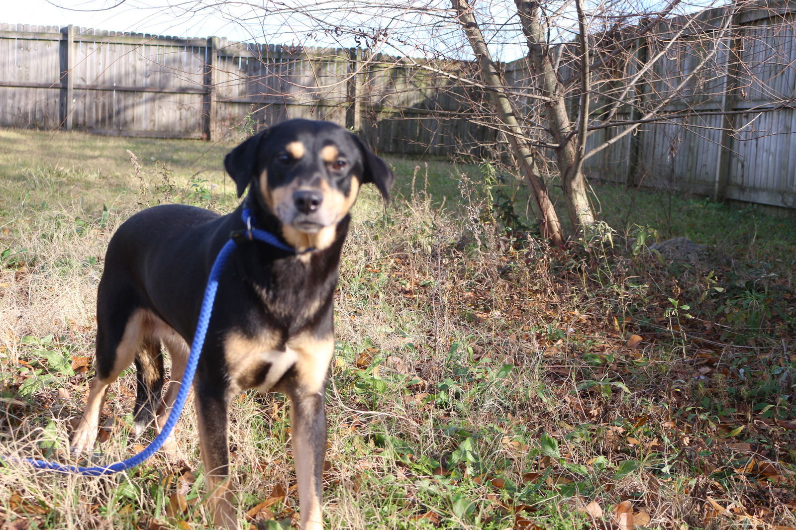 Ashley Judd, an adoptable Shepherd in Jackson, MS, 39213 | Photo Image 3