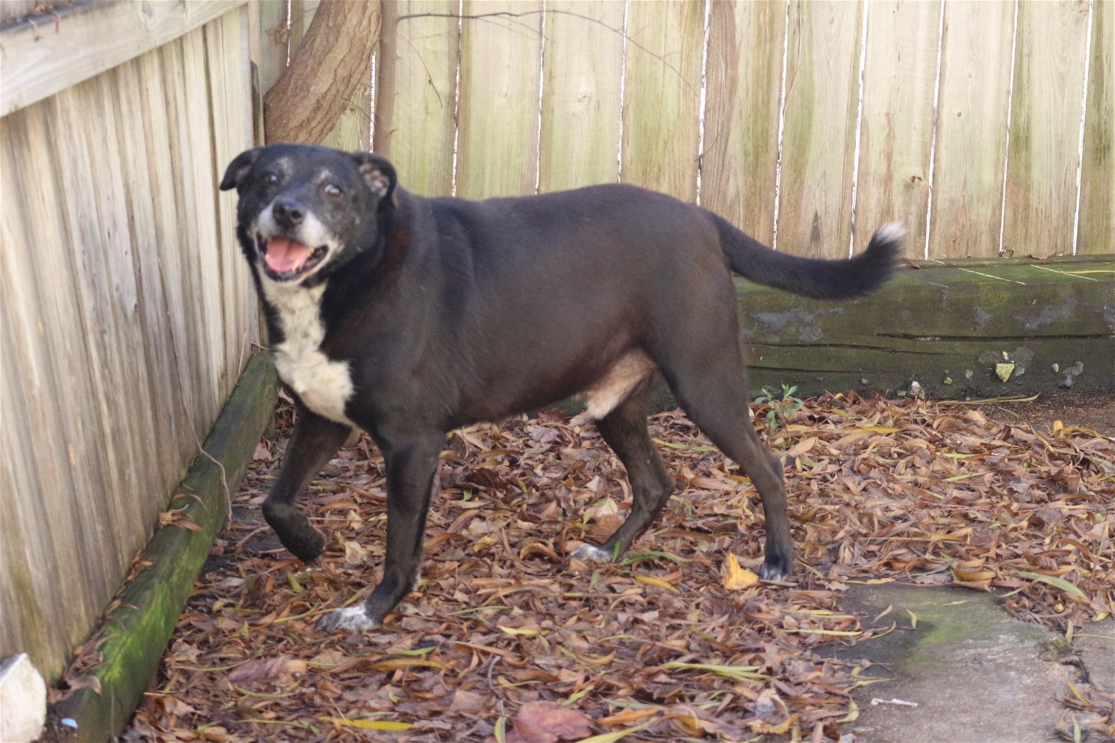Smokey, an adoptable Labrador Retriever in Jackson, MS, 39213 | Photo Image 1