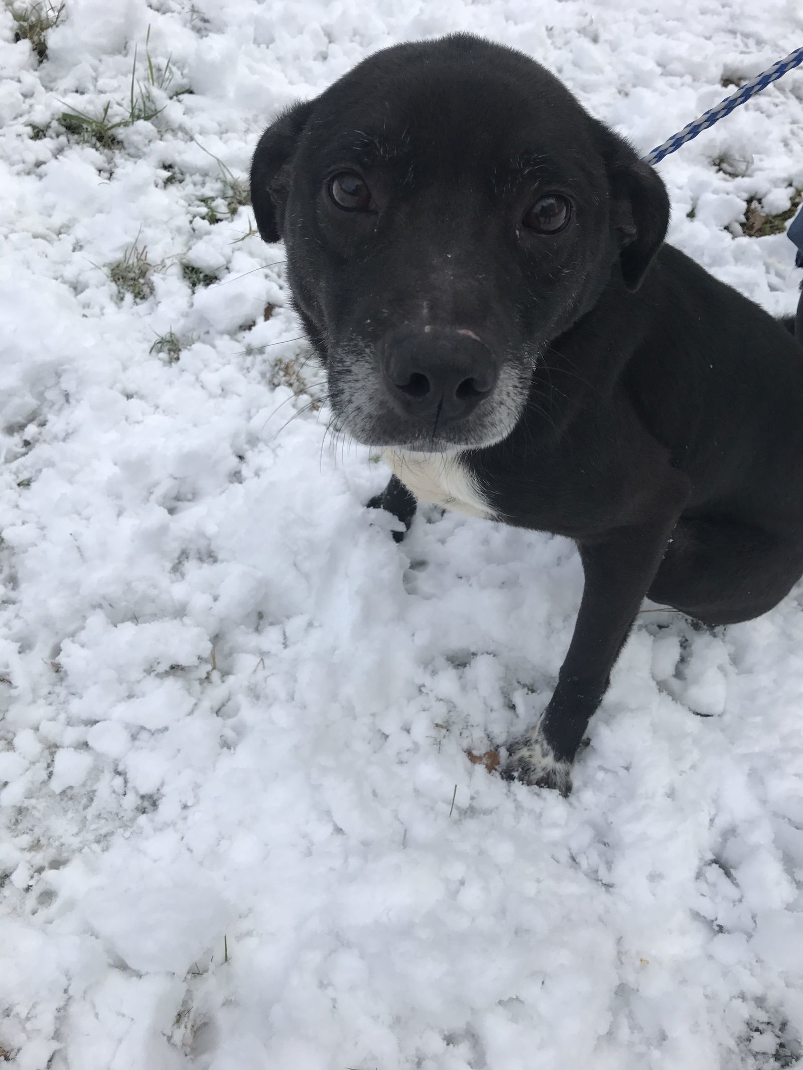 Smokey, an adoptable Labrador Retriever in Jackson, MS, 39213 | Photo Image 3