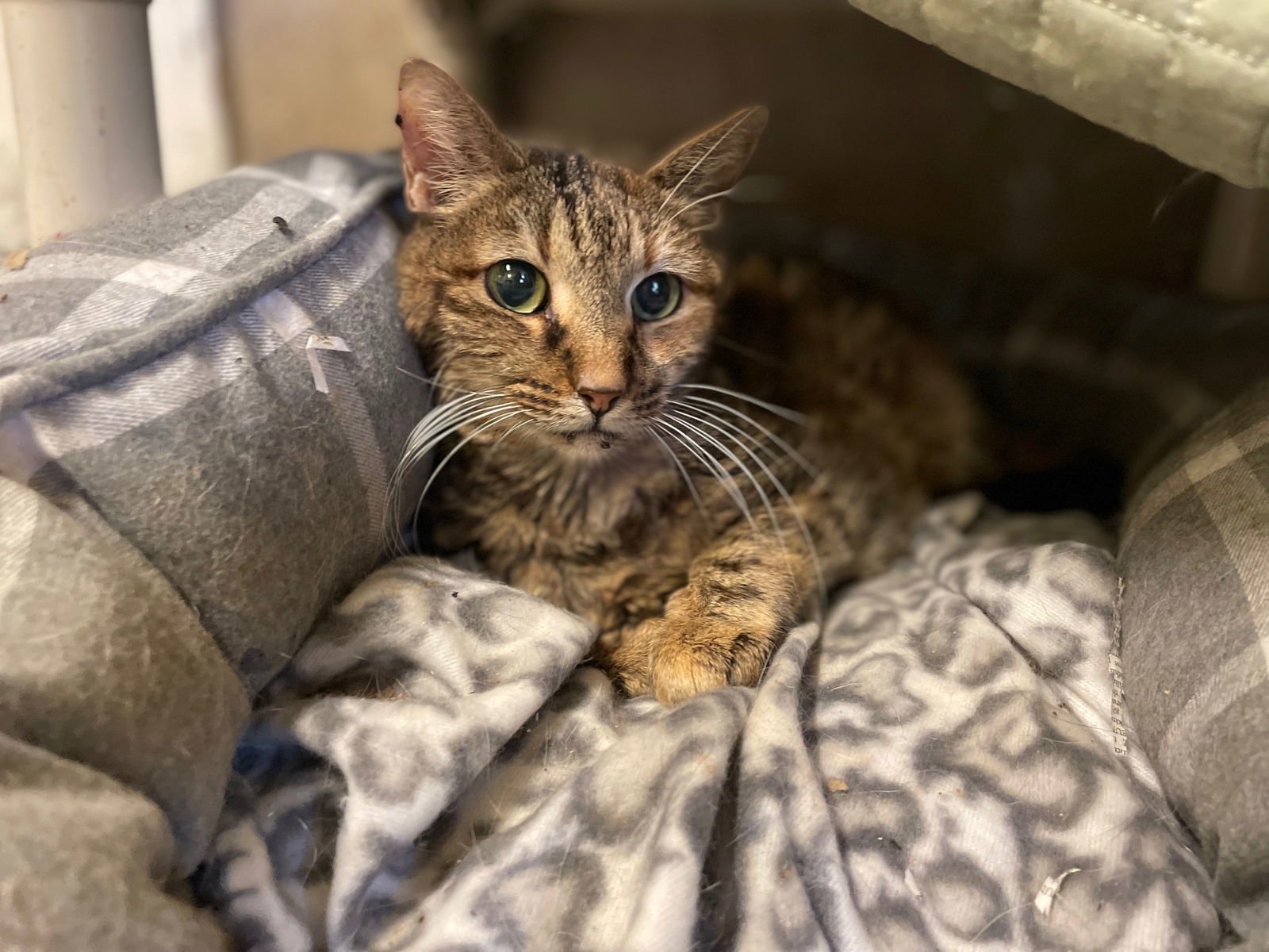 Rory, an adoptable American Shorthair in Jackson, MS, 39213 | Photo Image 1