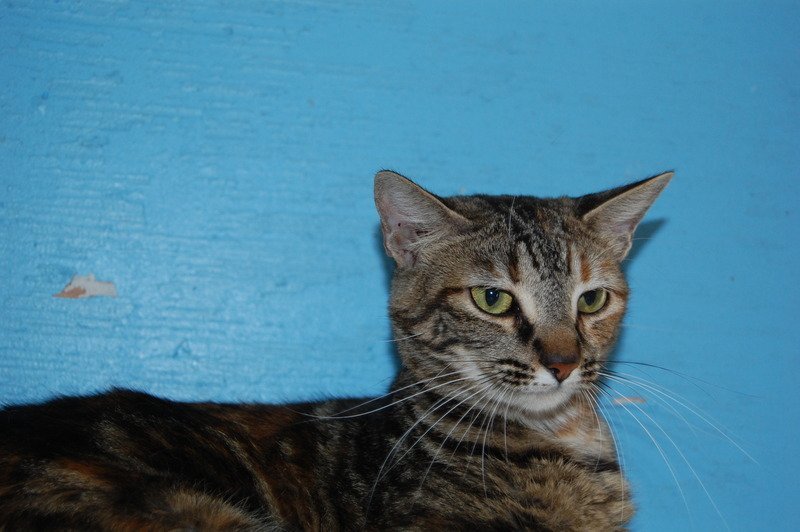 Rory, an adoptable American Shorthair in Jackson, MS, 39213 | Photo Image 2