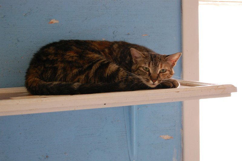 Rory, an adoptable American Shorthair in Jackson, MS, 39213 | Photo Image 3