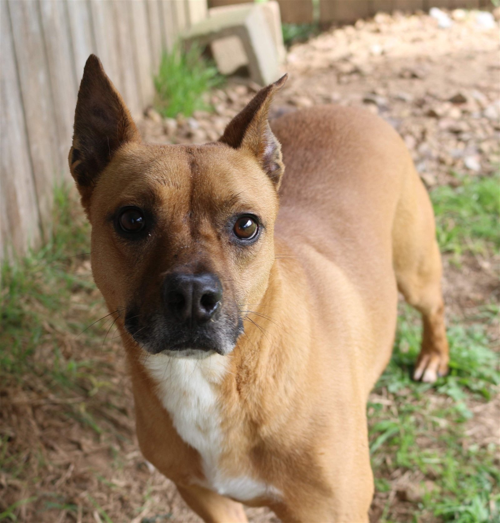 Nemo, an adoptable Mixed Breed in Jackson, MS, 39213 | Photo Image 1