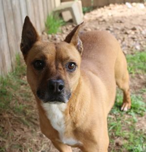 Nemo, Young Male Mixed Breed