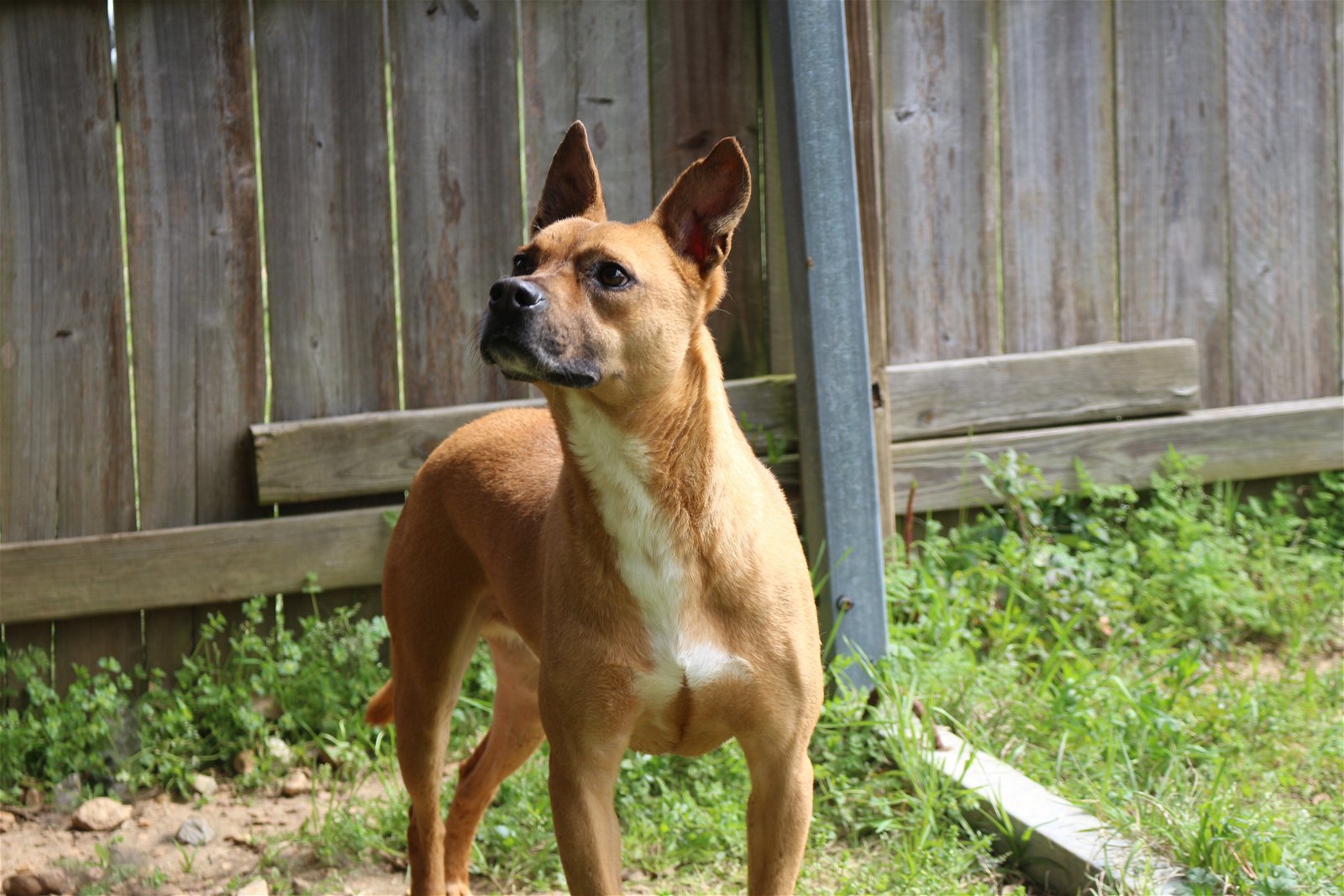Nemo, an adoptable Mixed Breed in Jackson, MS, 39213 | Photo Image 2