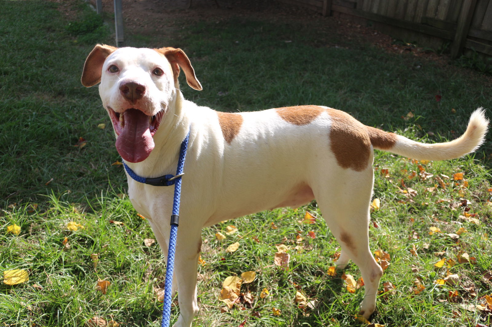 Trojan, an adoptable Hound in Jackson, MS, 39213 | Photo Image 1