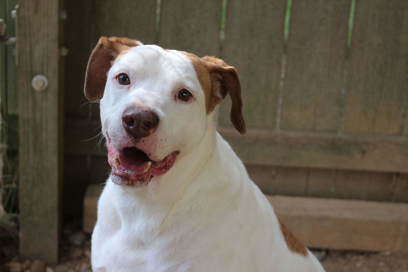 Trojan, an adoptable Hound in Jackson, MS, 39213 | Photo Image 2