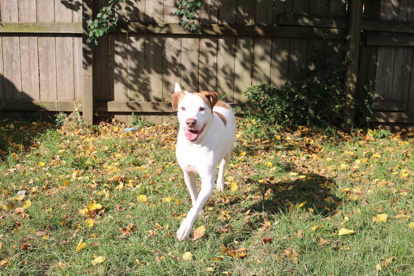 Trojan, an adoptable Hound in Jackson, MS, 39213 | Photo Image 3