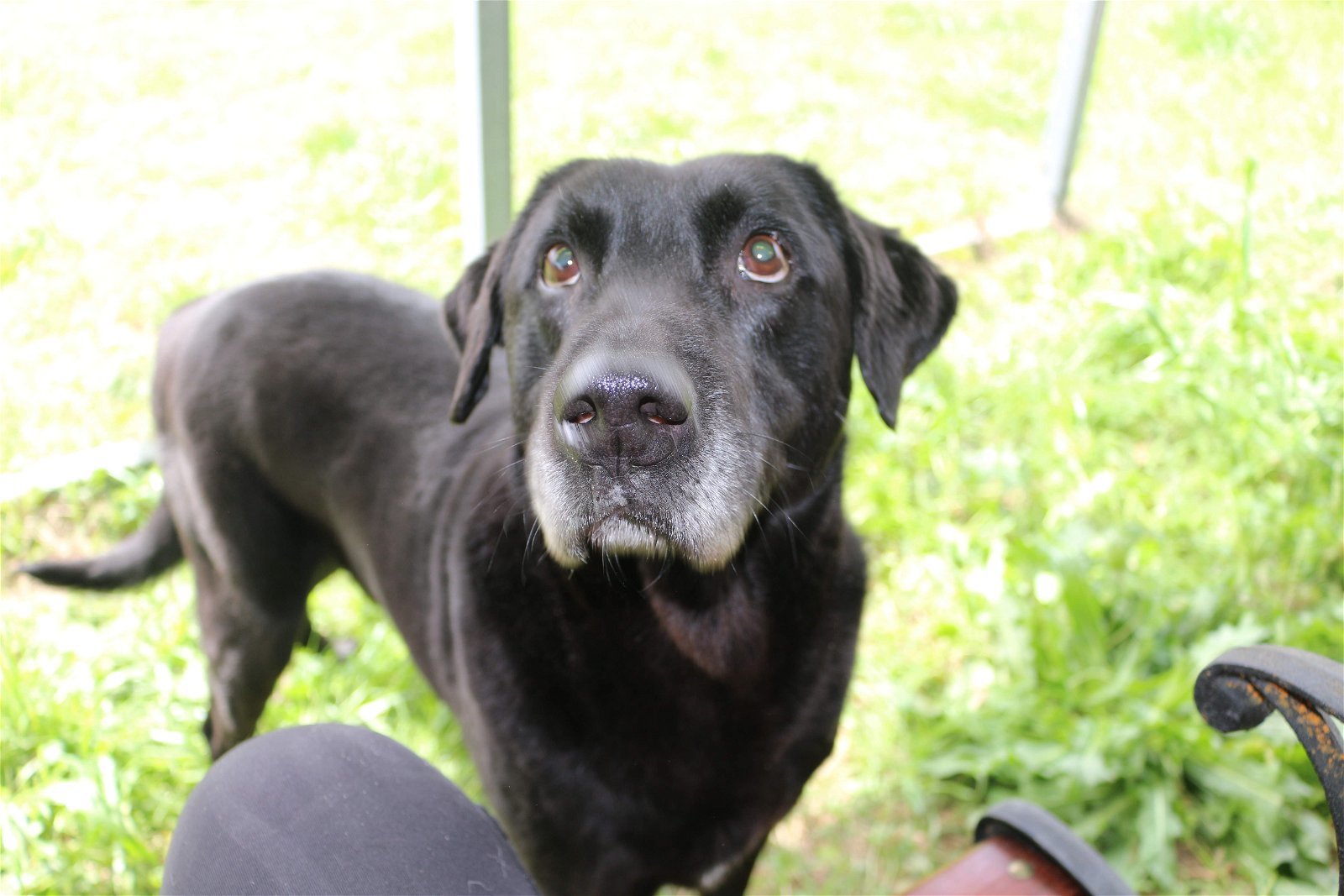 Will Primos, an adoptable Labrador Retriever in Jackson, MS, 39213 | Photo Image 1
