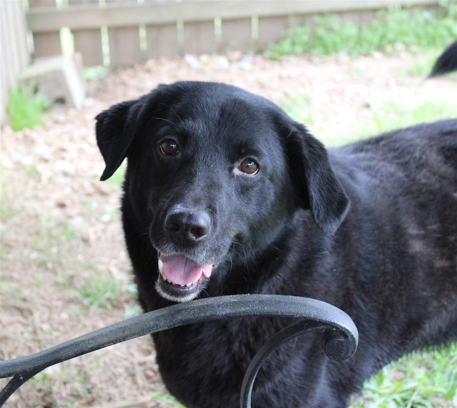 Will Primos, an adoptable Labrador Retriever in Jackson, MS, 39213 | Photo Image 2