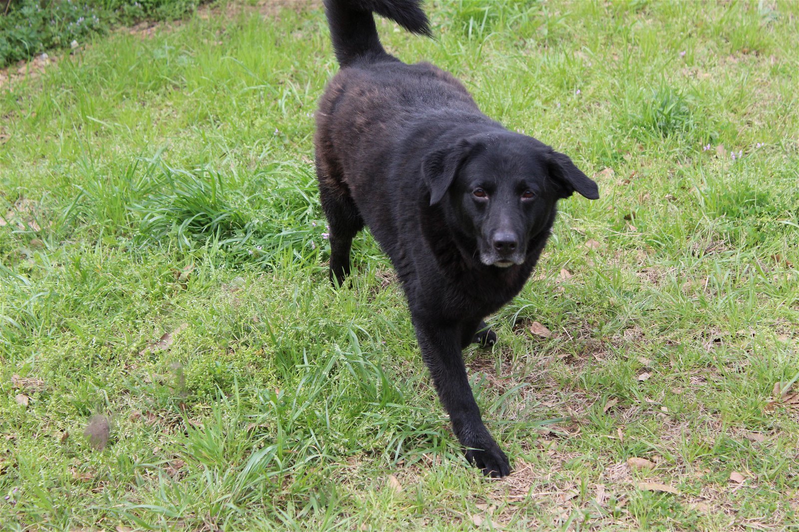 Will Primos, an adoptable Labrador Retriever in Jackson, MS, 39213 | Photo Image 3