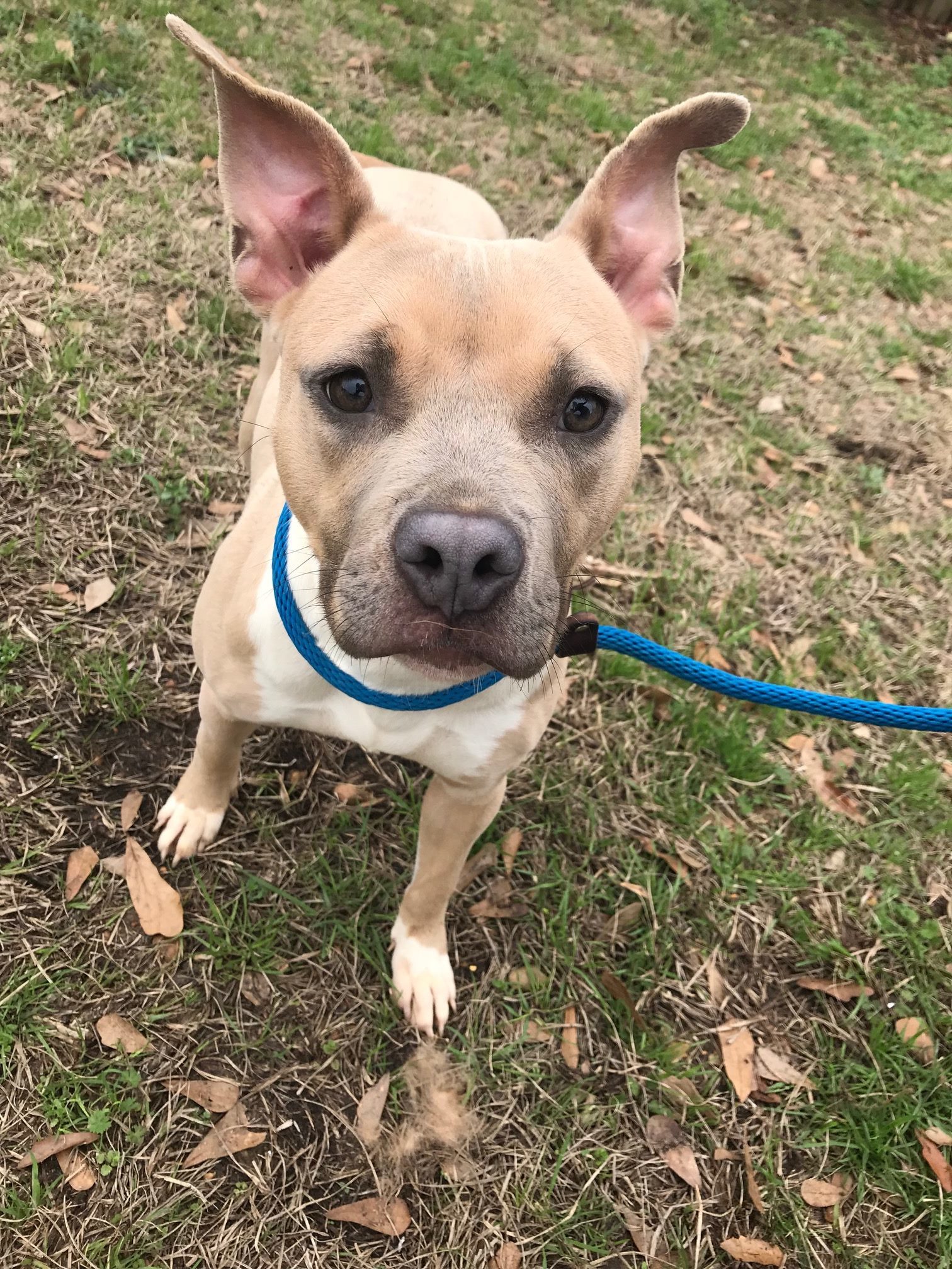 Allison, an adoptable Terrier in Jackson, MS, 39213 | Photo Image 1