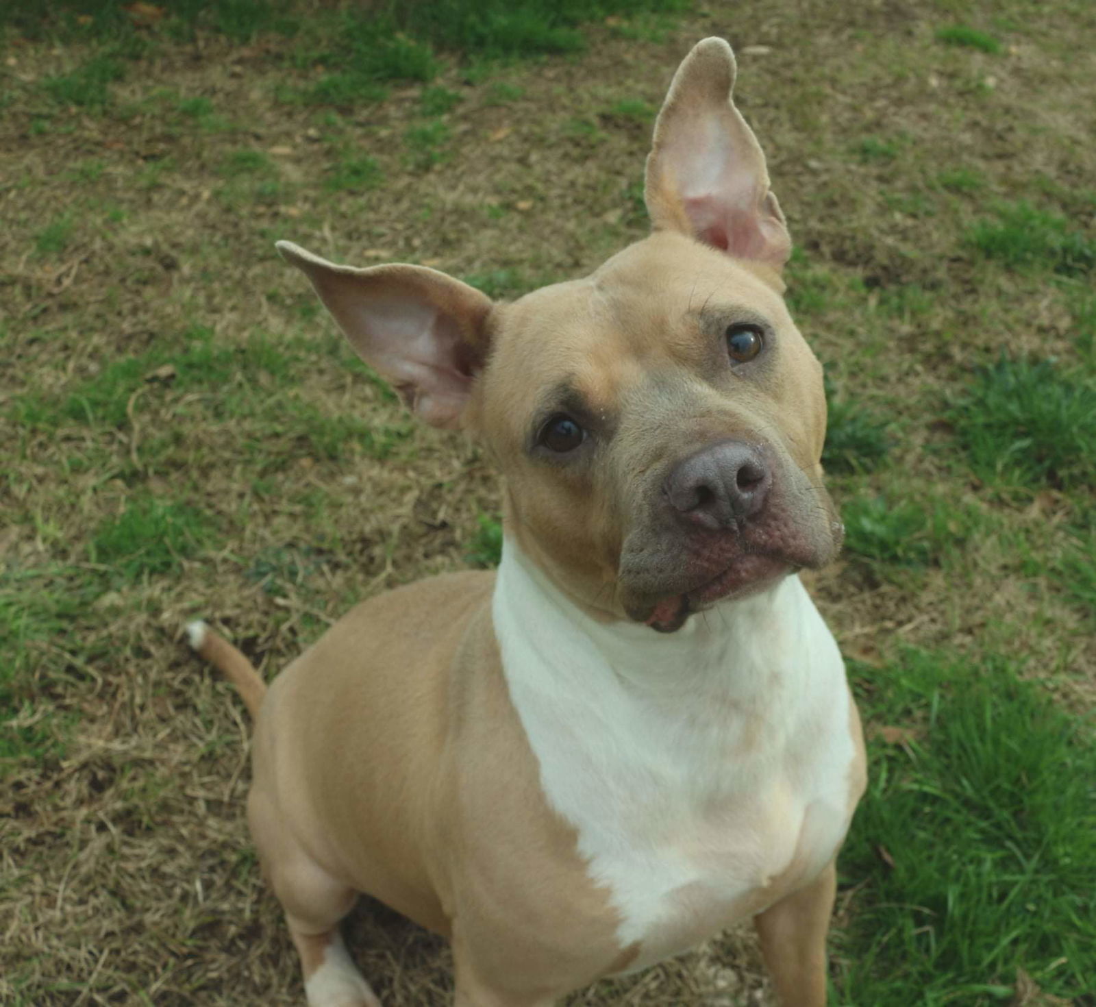 Allison, an adoptable Terrier in Jackson, MS, 39213 | Photo Image 1