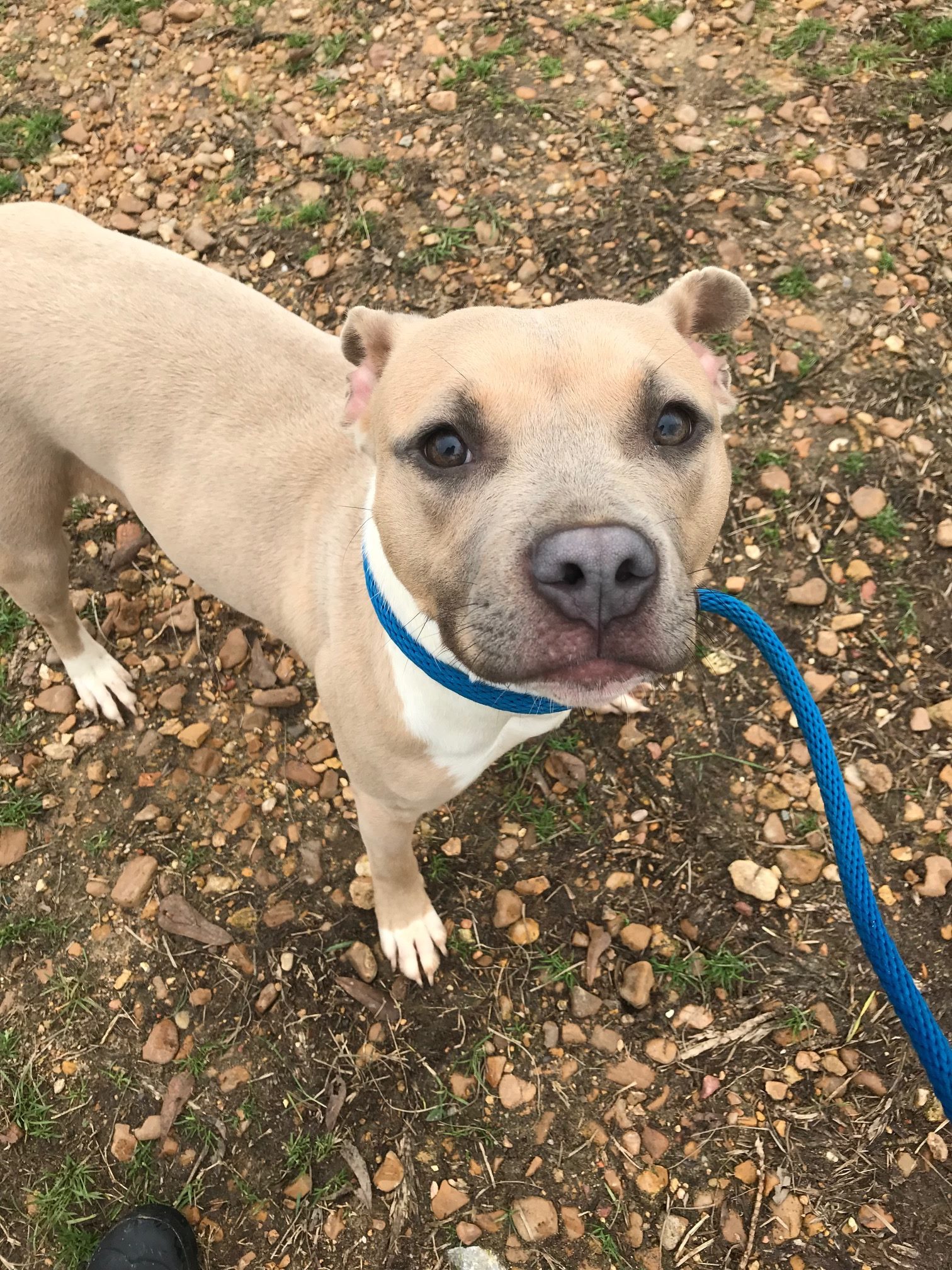 Allison, an adoptable Terrier in Jackson, MS, 39213 | Photo Image 3