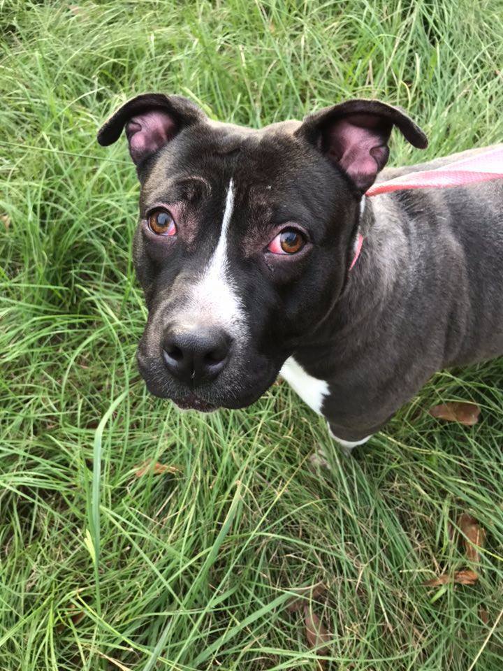 Mercedes, an adoptable American Bulldog in Jackson, MS, 39213 | Photo Image 1