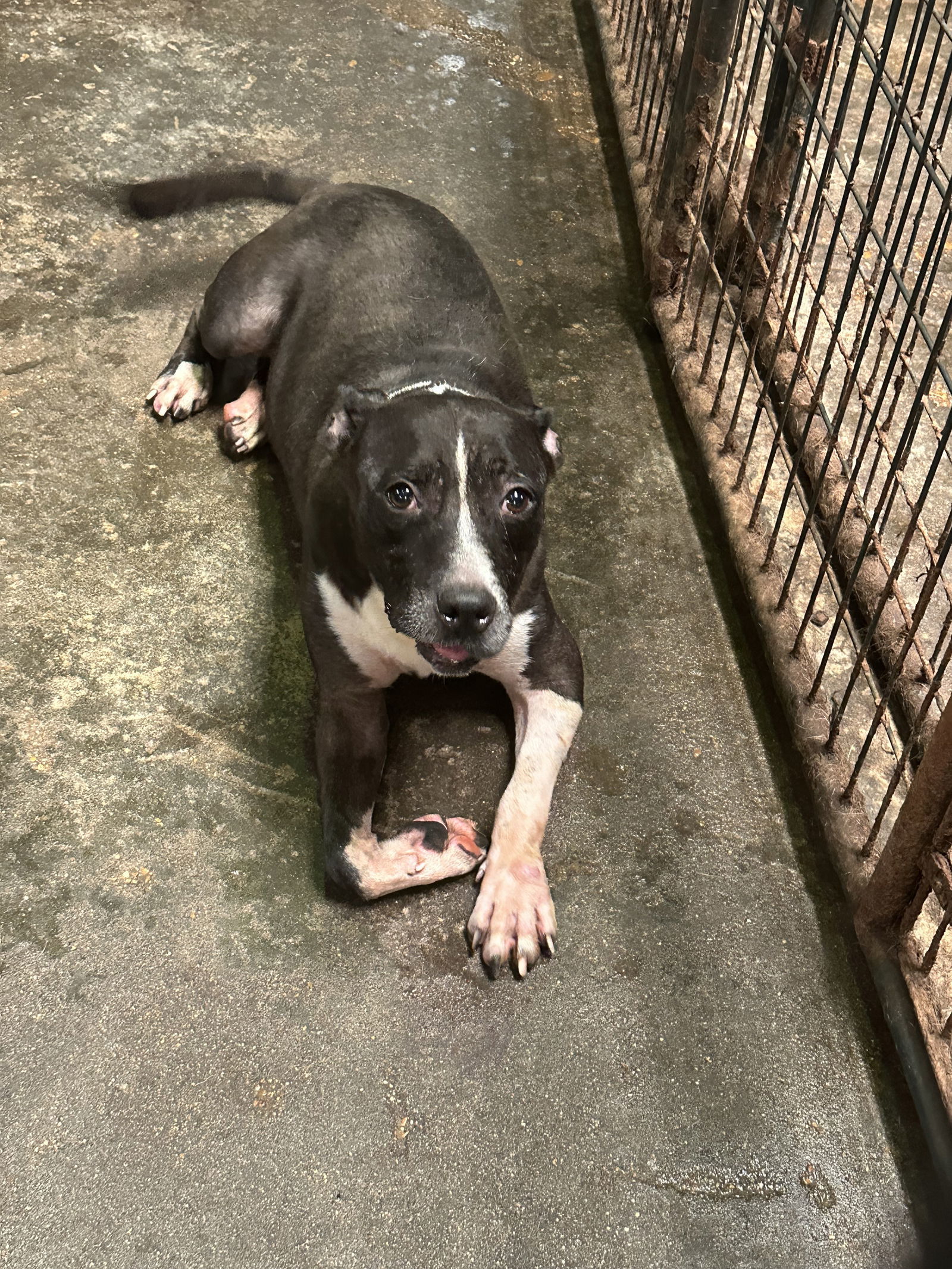 Mercedes, an adoptable American Bulldog in Jackson, MS, 39213 | Photo Image 1