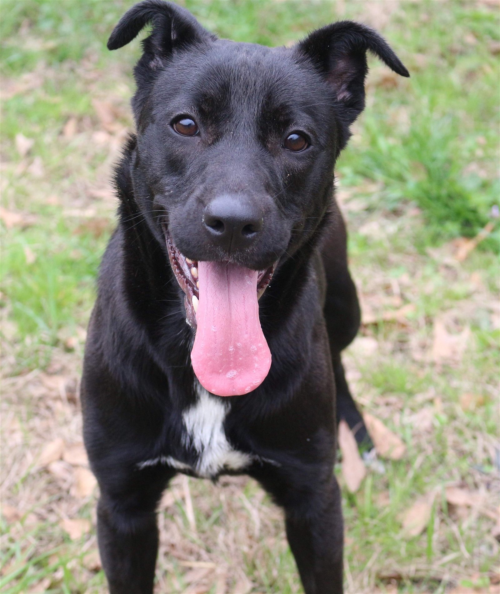 Roxie, an adoptable Labrador Retriever in Jackson, MS, 39213 | Photo Image 1