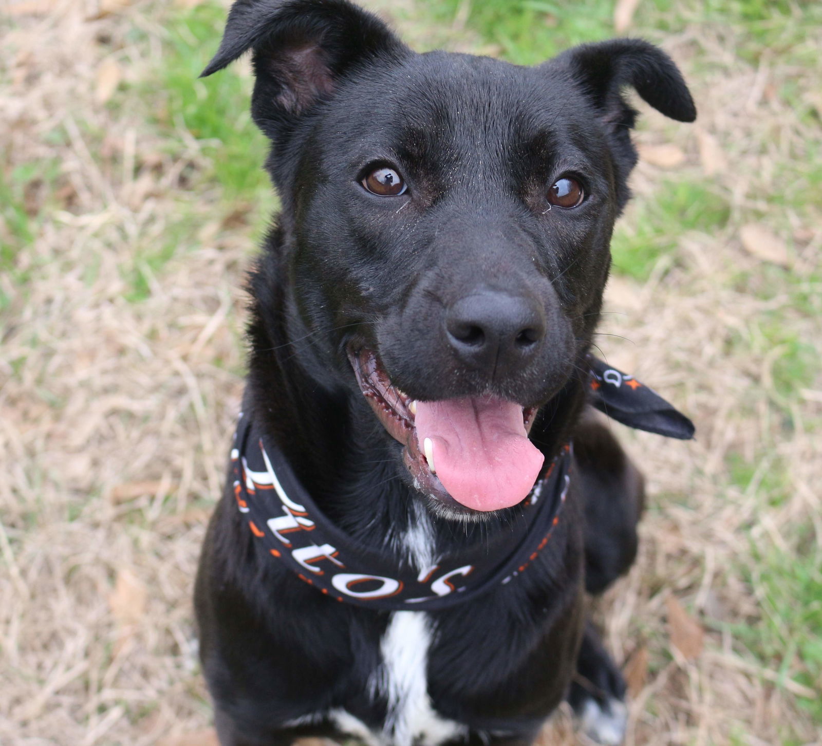 Roxie, an adoptable Labrador Retriever in Jackson, MS, 39213 | Photo Image 2