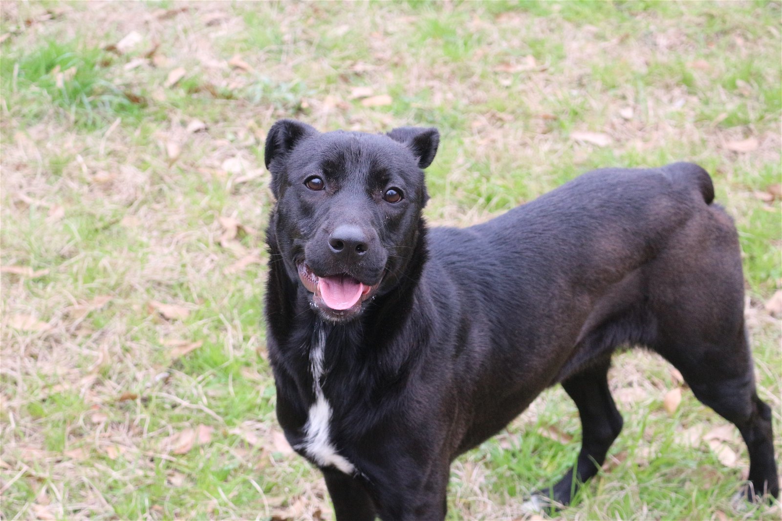 Roxie, an adoptable Labrador Retriever in Jackson, MS, 39213 | Photo Image 3