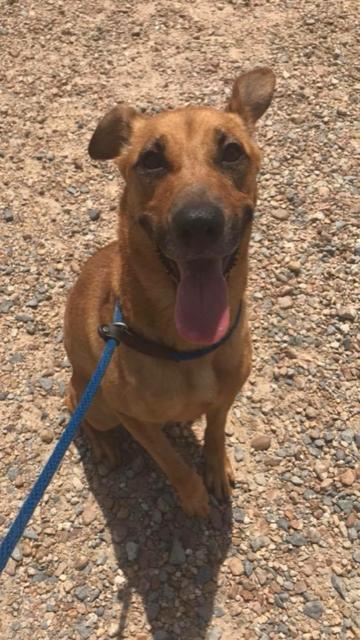 Vanessa, an adoptable Shepherd in Jackson, MS, 39213 | Photo Image 1