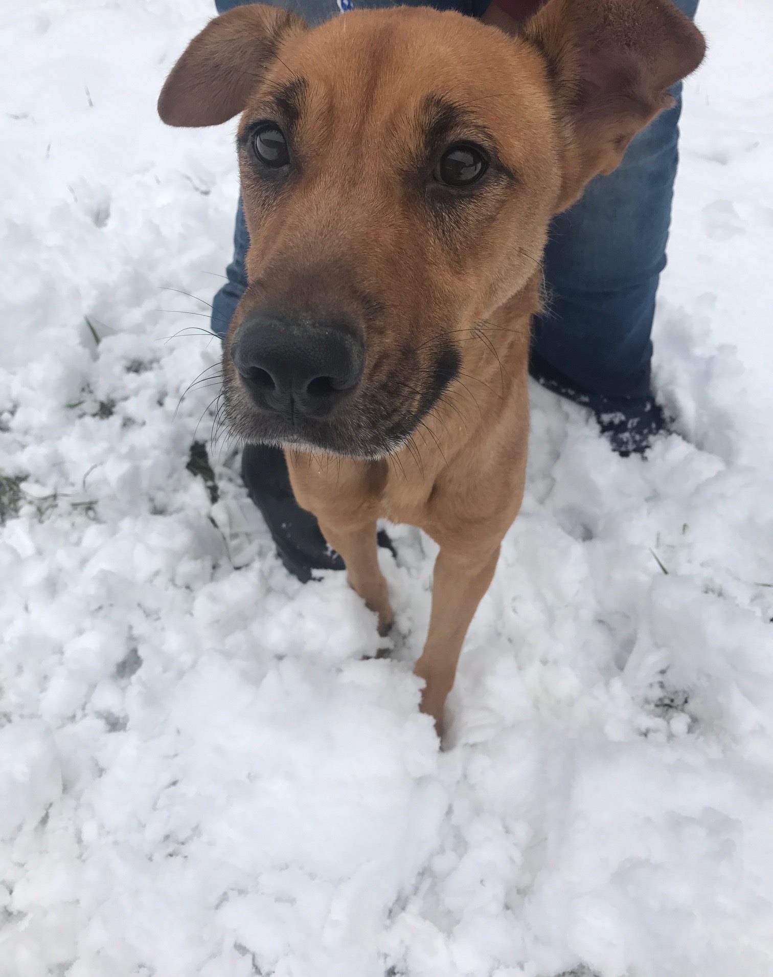 Vanessa, an adoptable Shepherd in Jackson, MS, 39213 | Photo Image 2