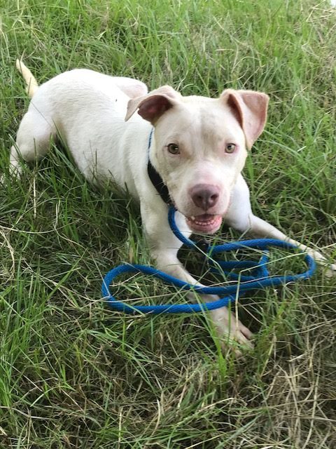 Corona, an adoptable American Bulldog in Jackson, MS, 39213 | Photo Image 1