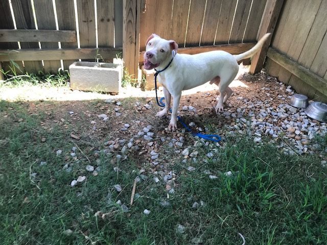 Corona, an adoptable American Bulldog in Jackson, MS, 39213 | Photo Image 2