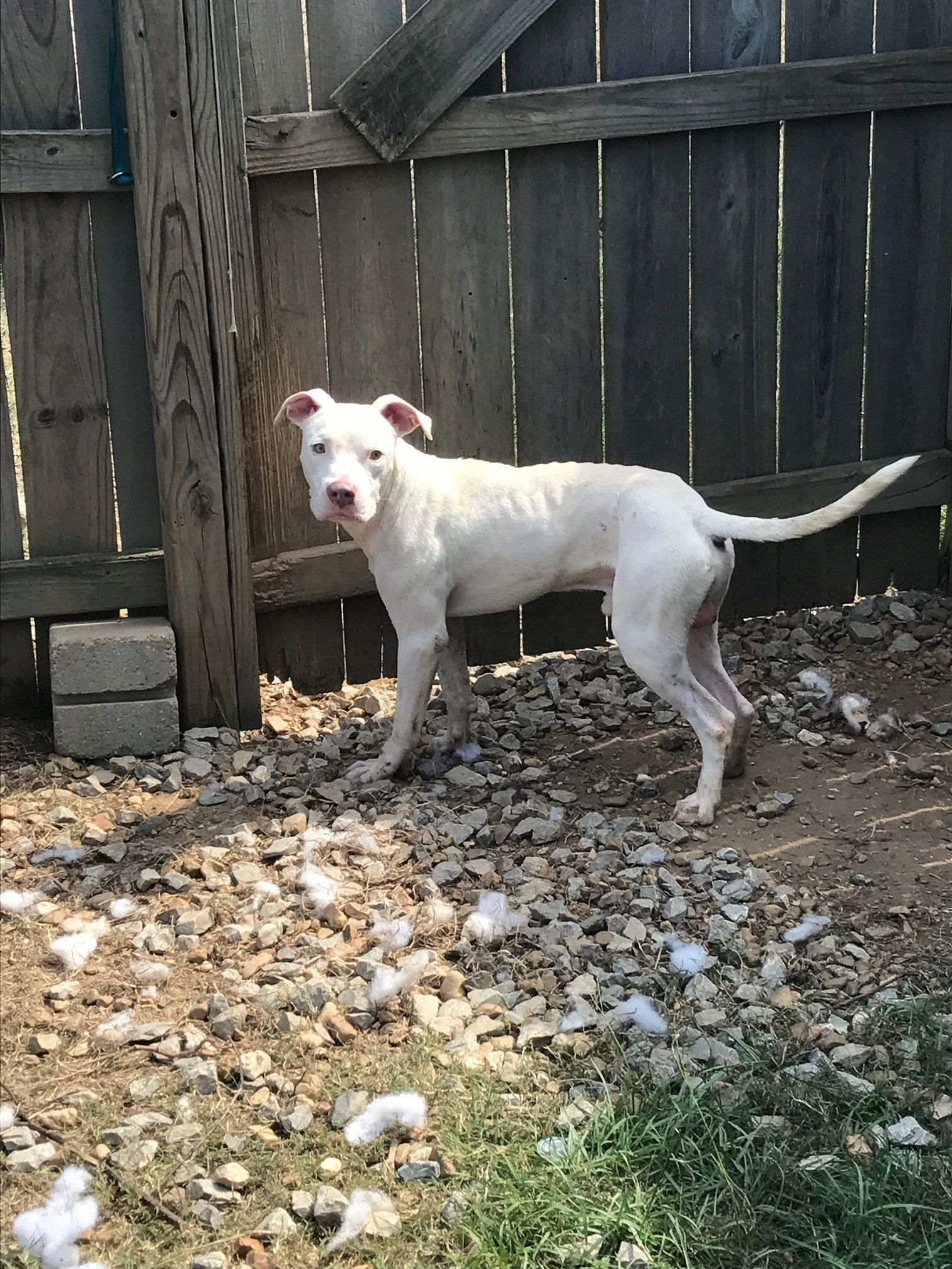 Corona, an adoptable American Bulldog in Jackson, MS, 39213 | Photo Image 3