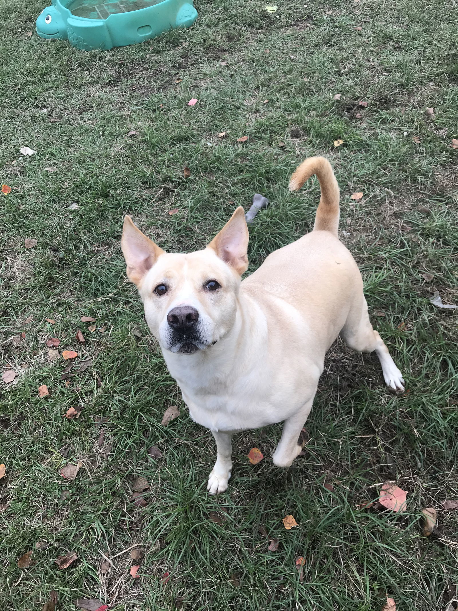 Max, an adoptable Labrador Retriever, German Shepherd Dog in Jackson, MS, 39213 | Photo Image 1