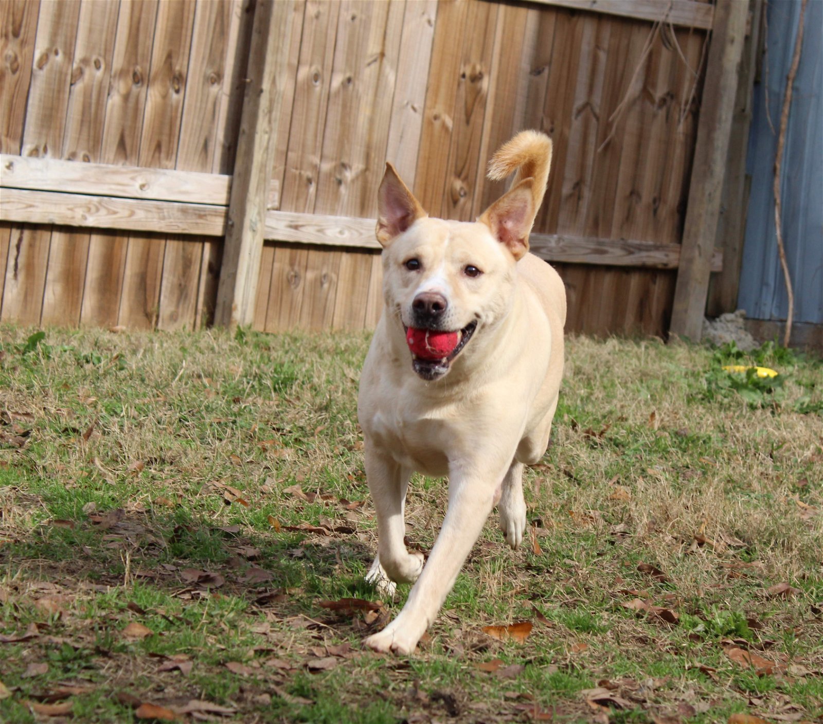 Max, an adoptable Labrador Retriever, German Shepherd Dog in Jackson, MS, 39213 | Photo Image 2