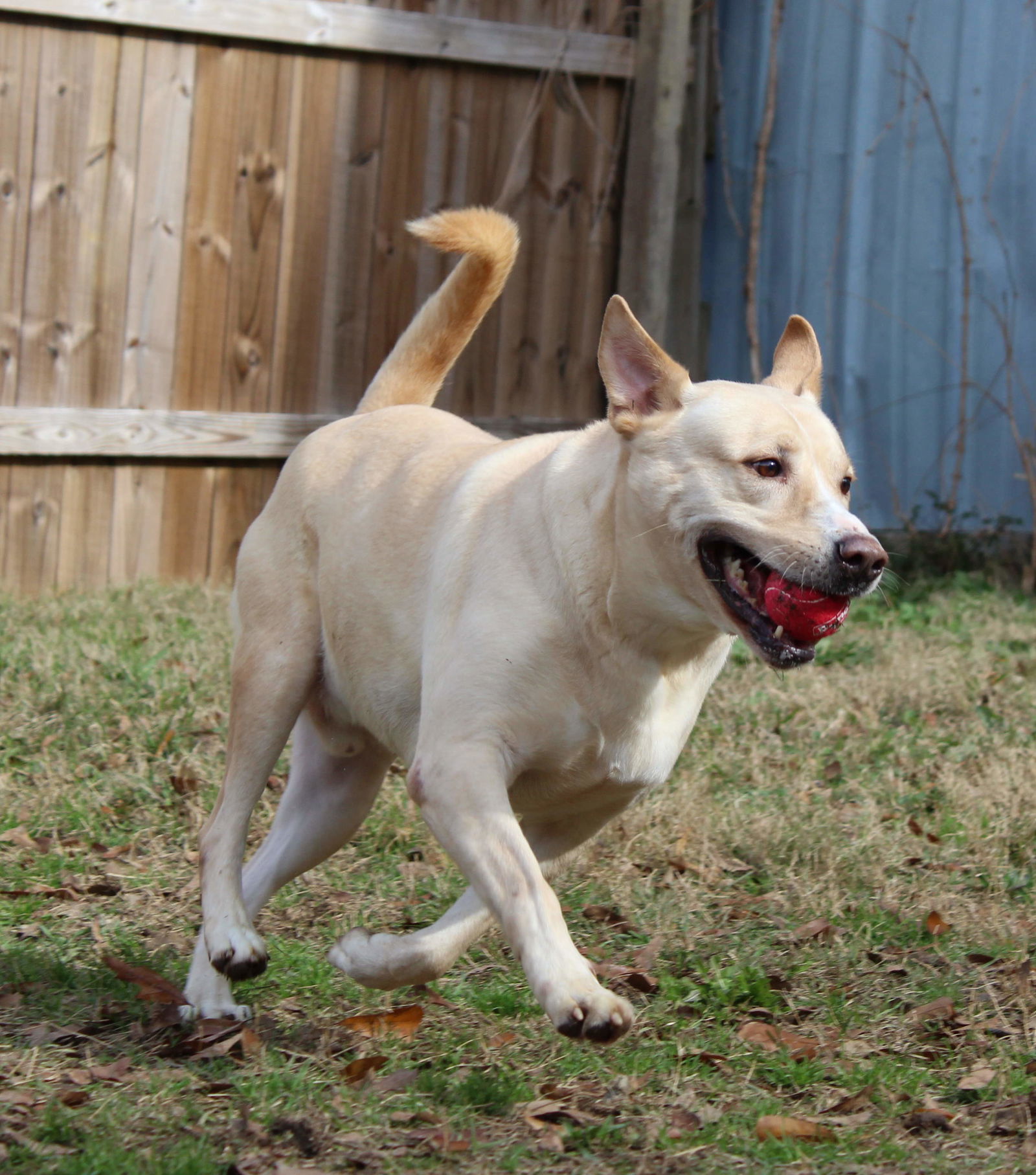 Max, an adoptable Labrador Retriever, German Shepherd Dog in Jackson, MS, 39213 | Photo Image 3