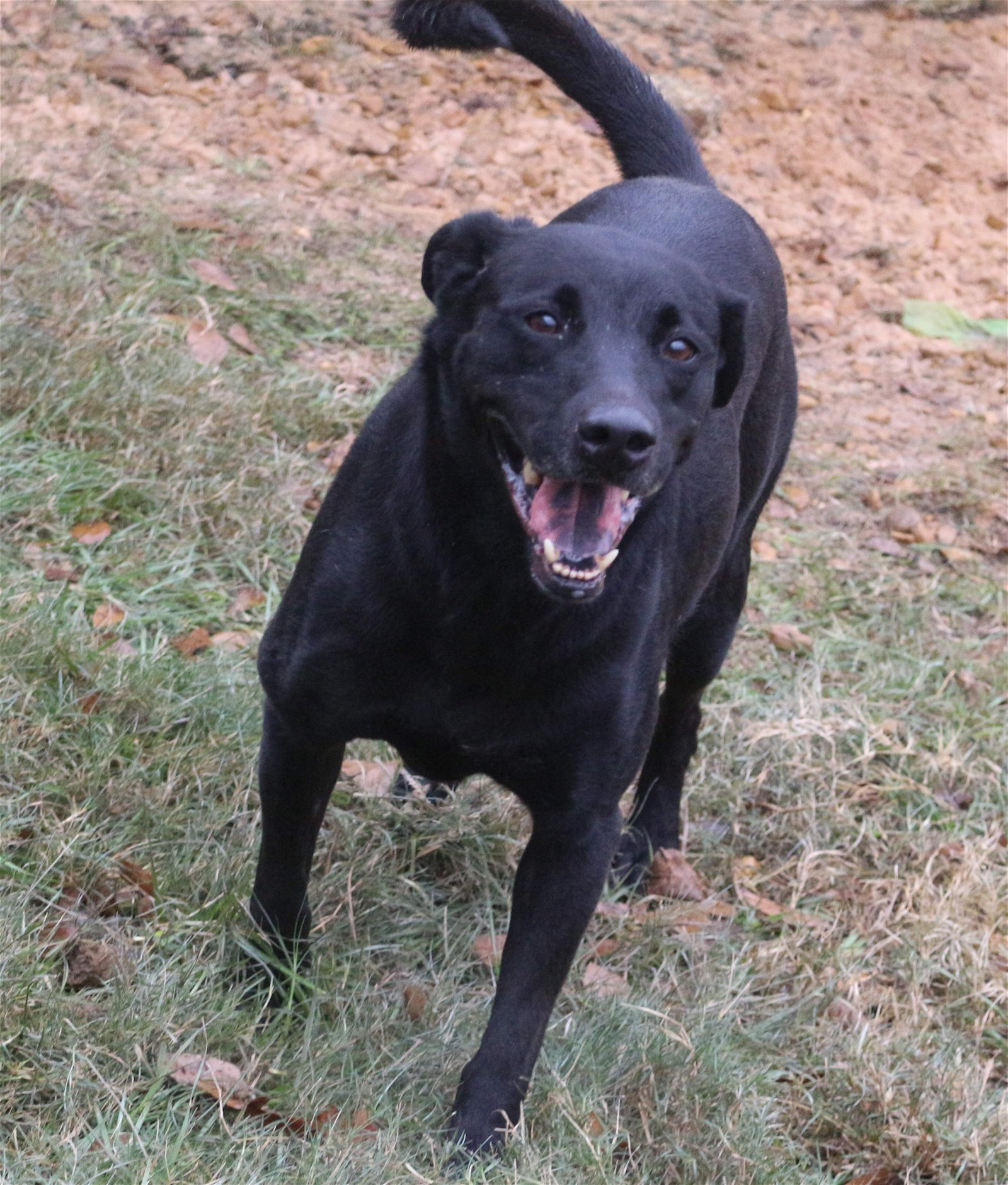 Emma, an adoptable Labrador Retriever in Jackson, MS, 39213 | Photo Image 1