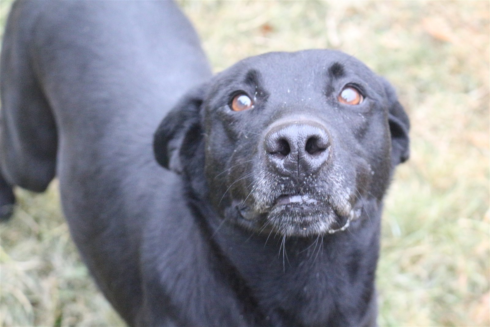 Emma, an adoptable Labrador Retriever in Jackson, MS, 39213 | Photo Image 2