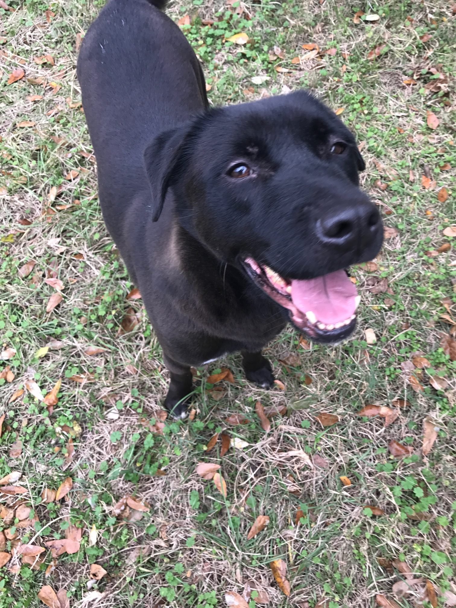 Prince, an adoptable Labrador Retriever in Jackson, MS, 39213 | Photo Image 1