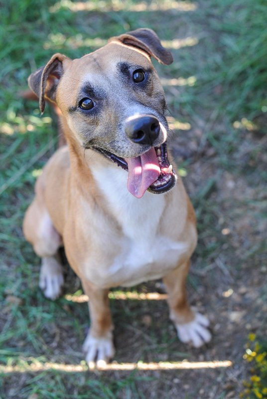Nate, an adoptable Labrador Retriever in Jackson, MS, 39213 | Photo Image 1