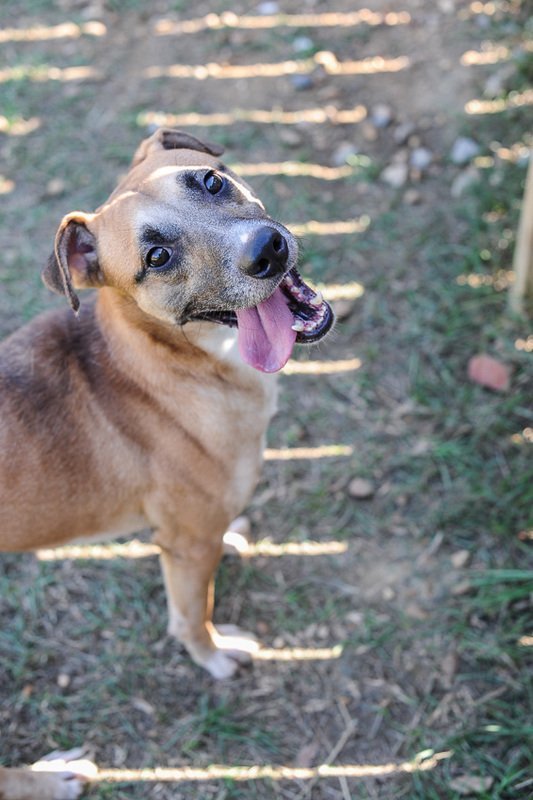 Nate, an adoptable Labrador Retriever in Jackson, MS, 39213 | Photo Image 2