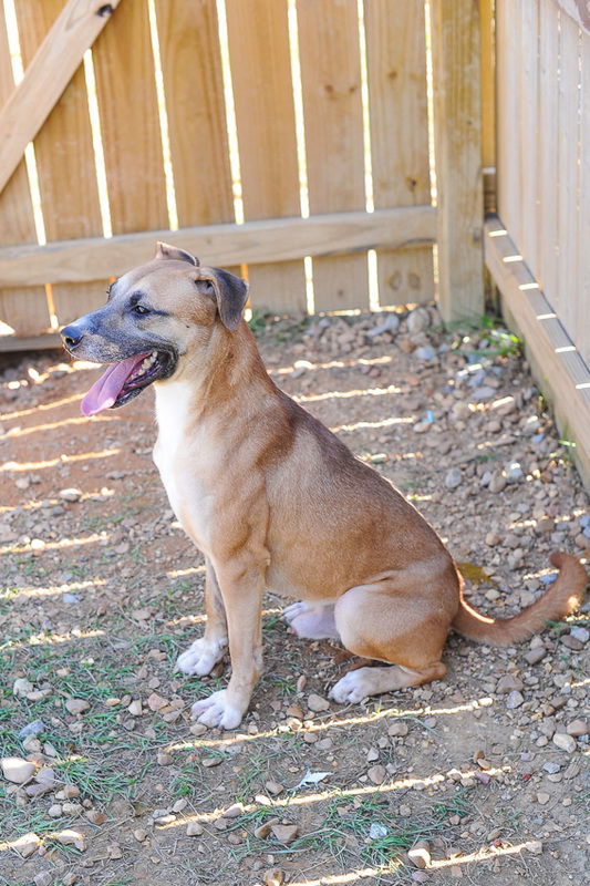 Nate, an adoptable Labrador Retriever in Jackson, MS, 39213 | Photo Image 3