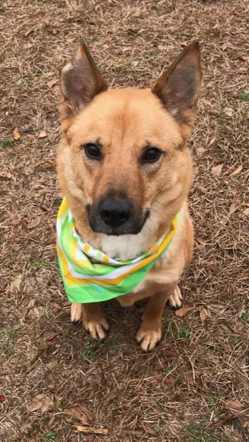 Glen Frye, an adoptable Shepherd, German Shepherd Dog in Jackson, MS, 39213 | Photo Image 1