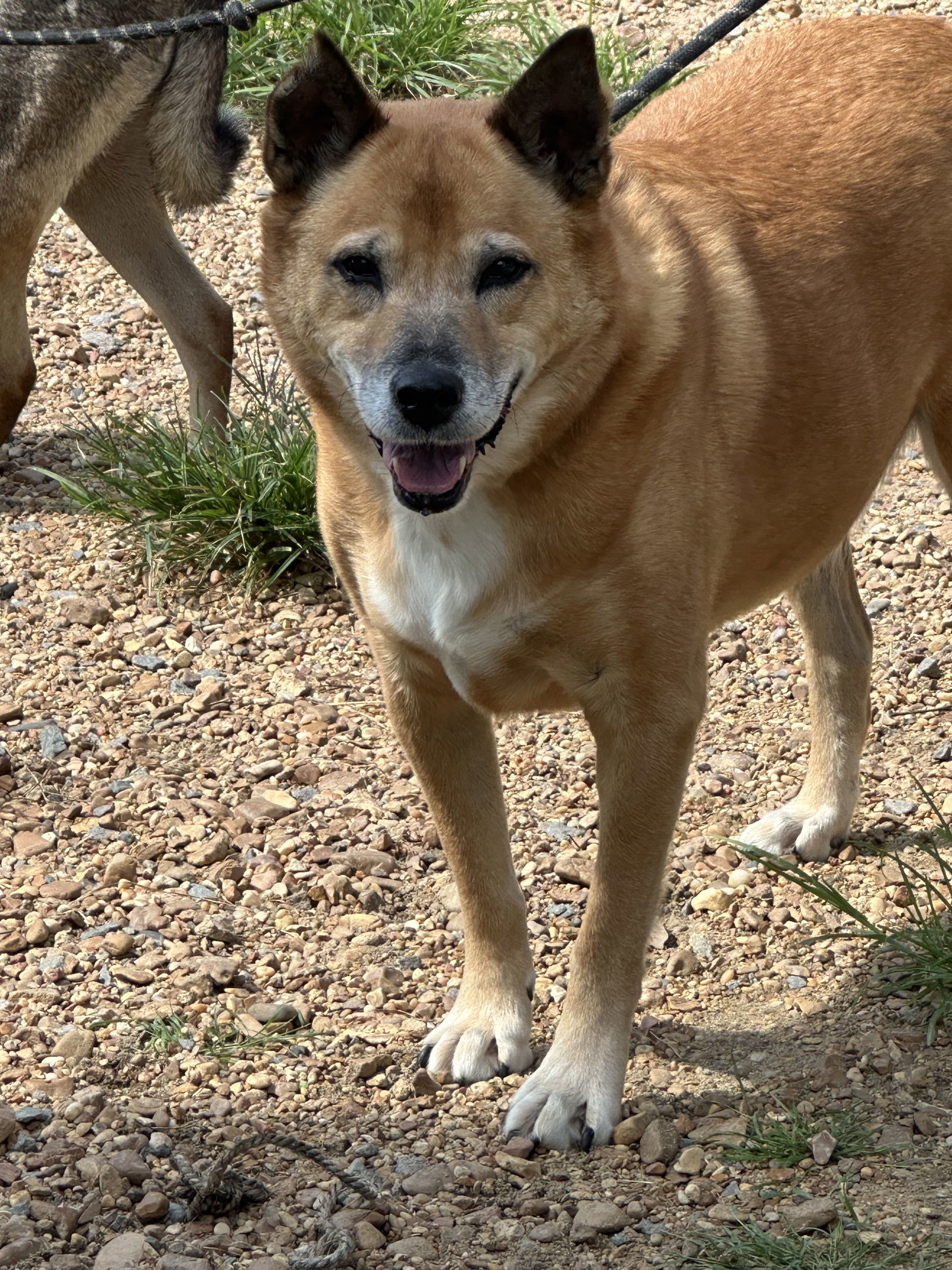 Glen Frye, an adoptable Shepherd, German Shepherd Dog in Jackson, MS, 39213 | Photo Image 1