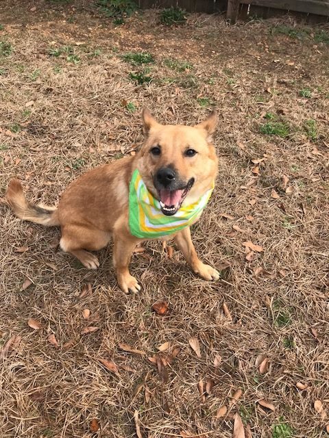 Glen Frye, an adoptable Shepherd, German Shepherd Dog in Jackson, MS, 39213 | Photo Image 2