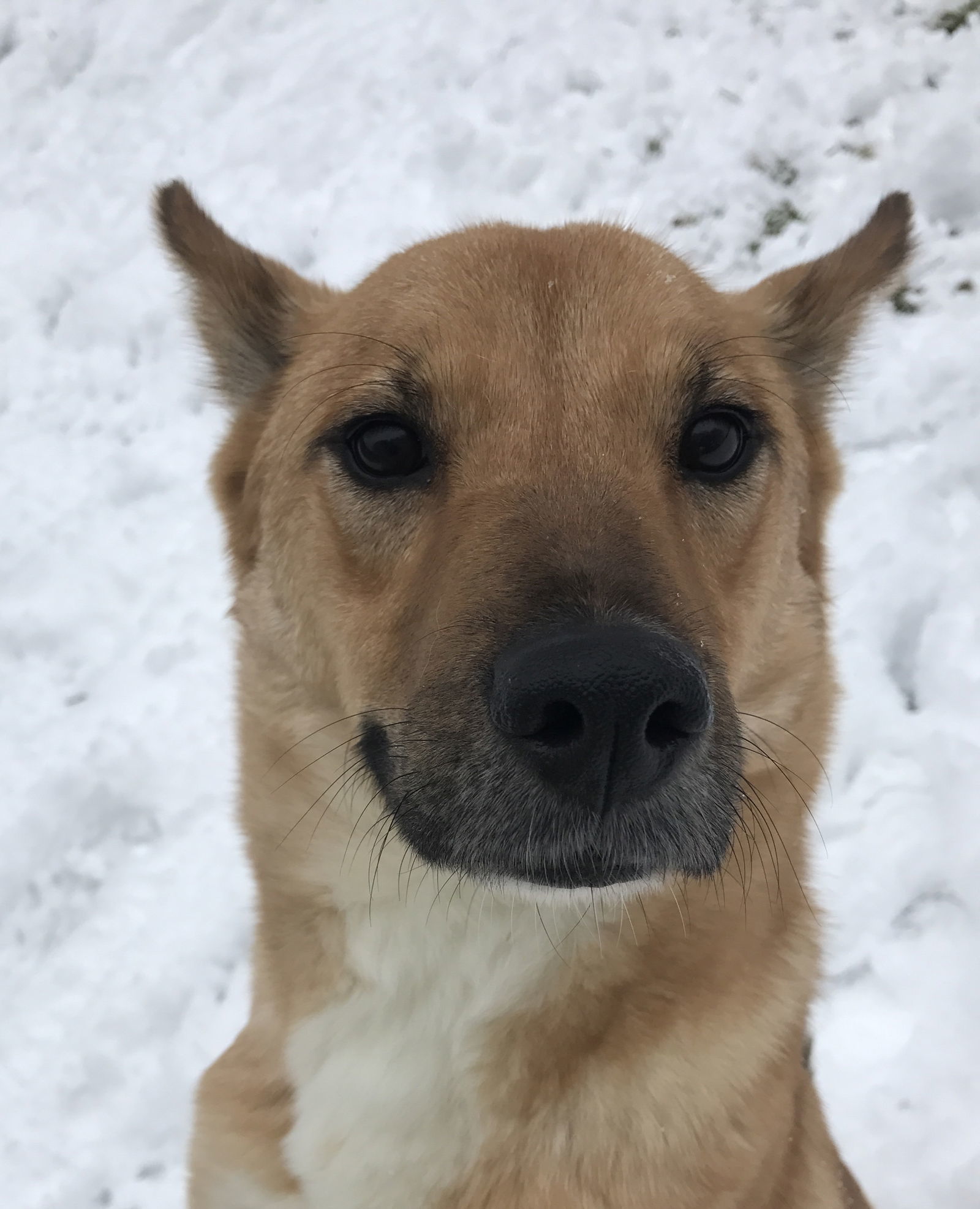 Glen Frye, an adoptable Shepherd, German Shepherd Dog in Jackson, MS, 39213 | Photo Image 3