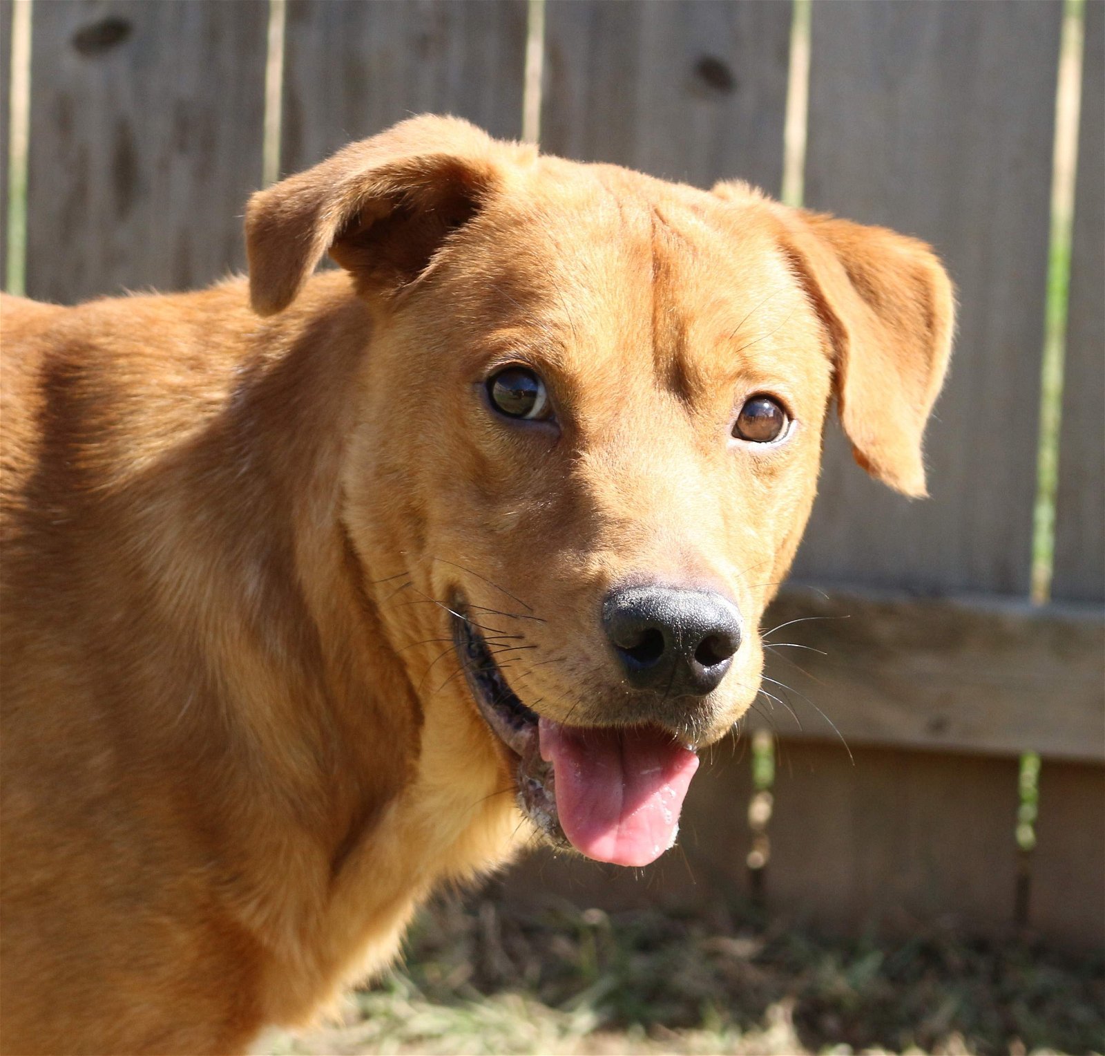 Deuce, an adoptable Labrador Retriever in Jackson, MS, 39213 | Photo Image 1