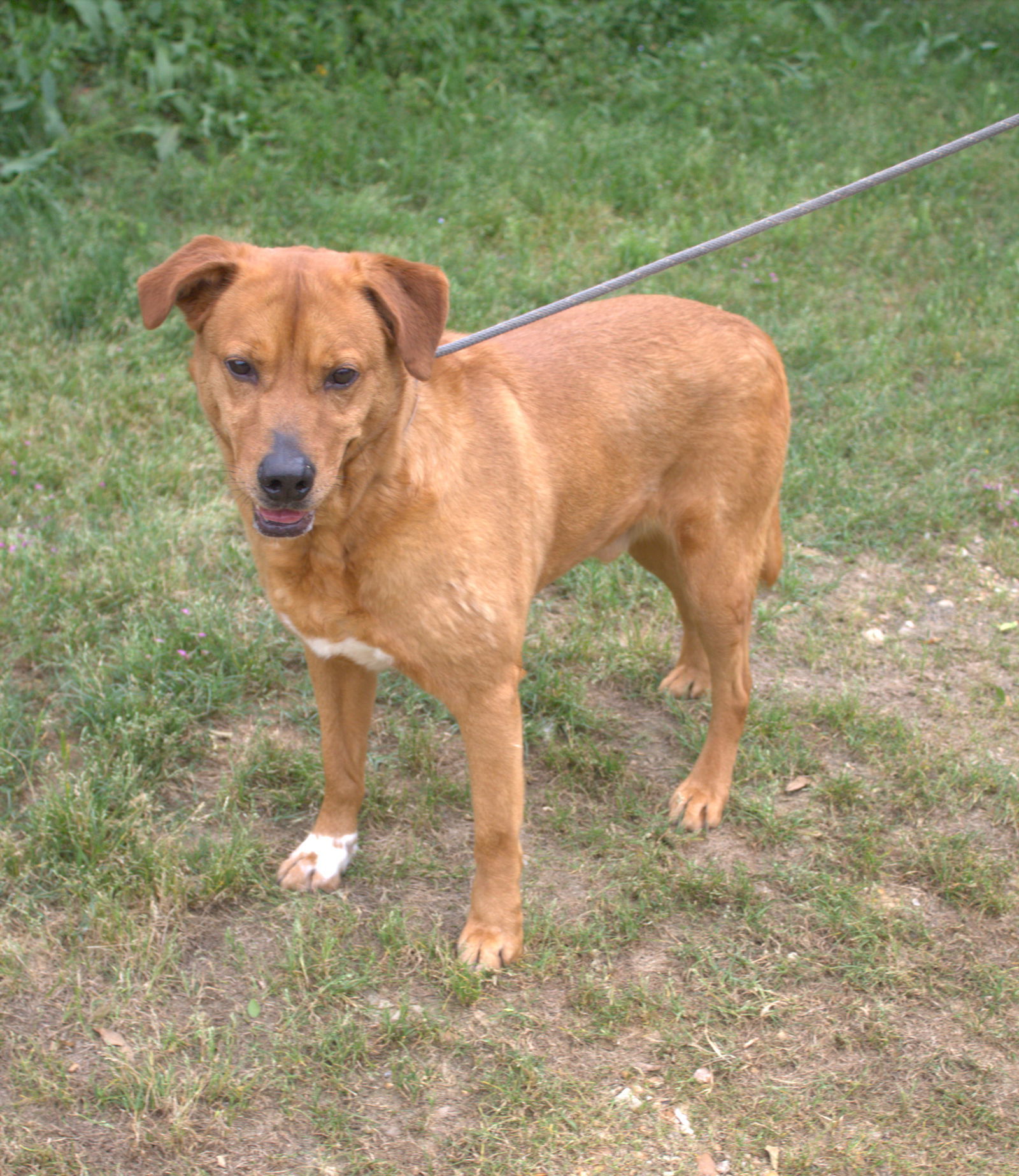 Deuce, an adoptable Labrador Retriever in Jackson, MS, 39213 | Photo Image 1