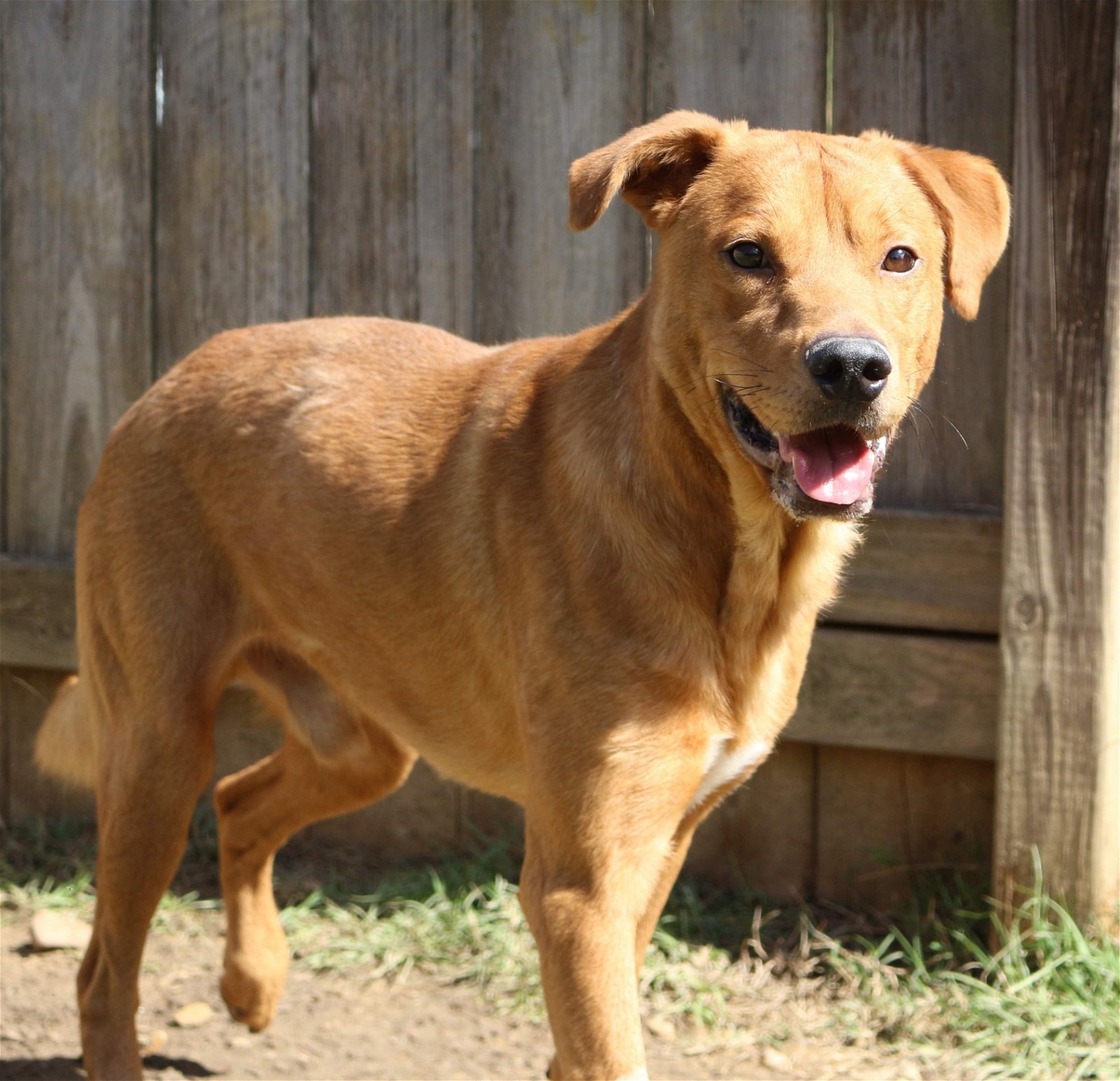 Deuce, an adoptable Labrador Retriever in Jackson, MS, 39213 | Photo Image 2