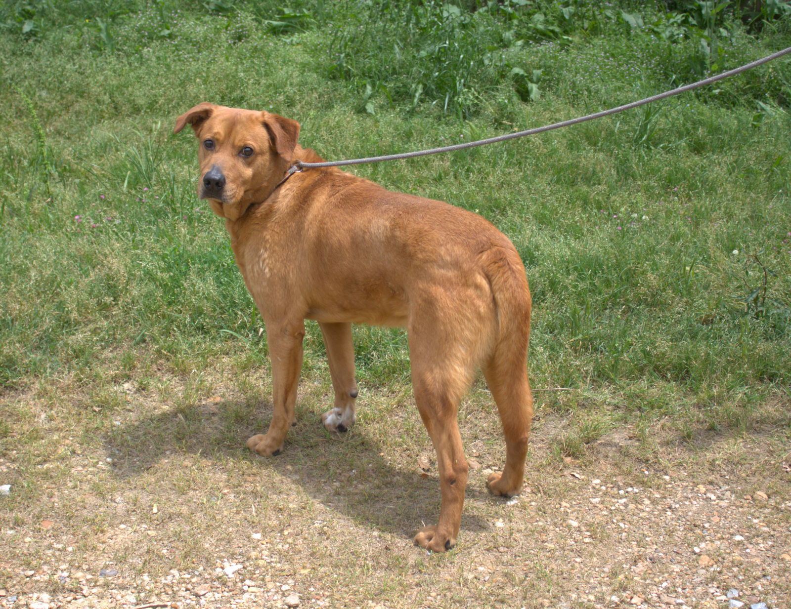 Deuce, an adoptable Labrador Retriever in Jackson, MS, 39213 | Photo Image 2