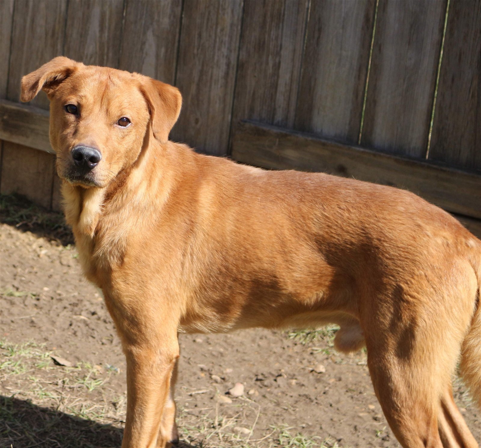 Deuce, an adoptable Labrador Retriever in Jackson, MS, 39213 | Photo Image 3