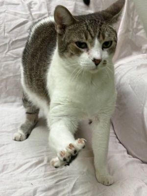 St. Francis, Adult Female unknown