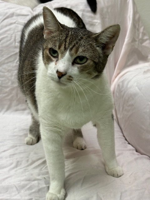 St. Francis, an adoptable Tabby in Jackson, MS, 39213 | Photo Image 2