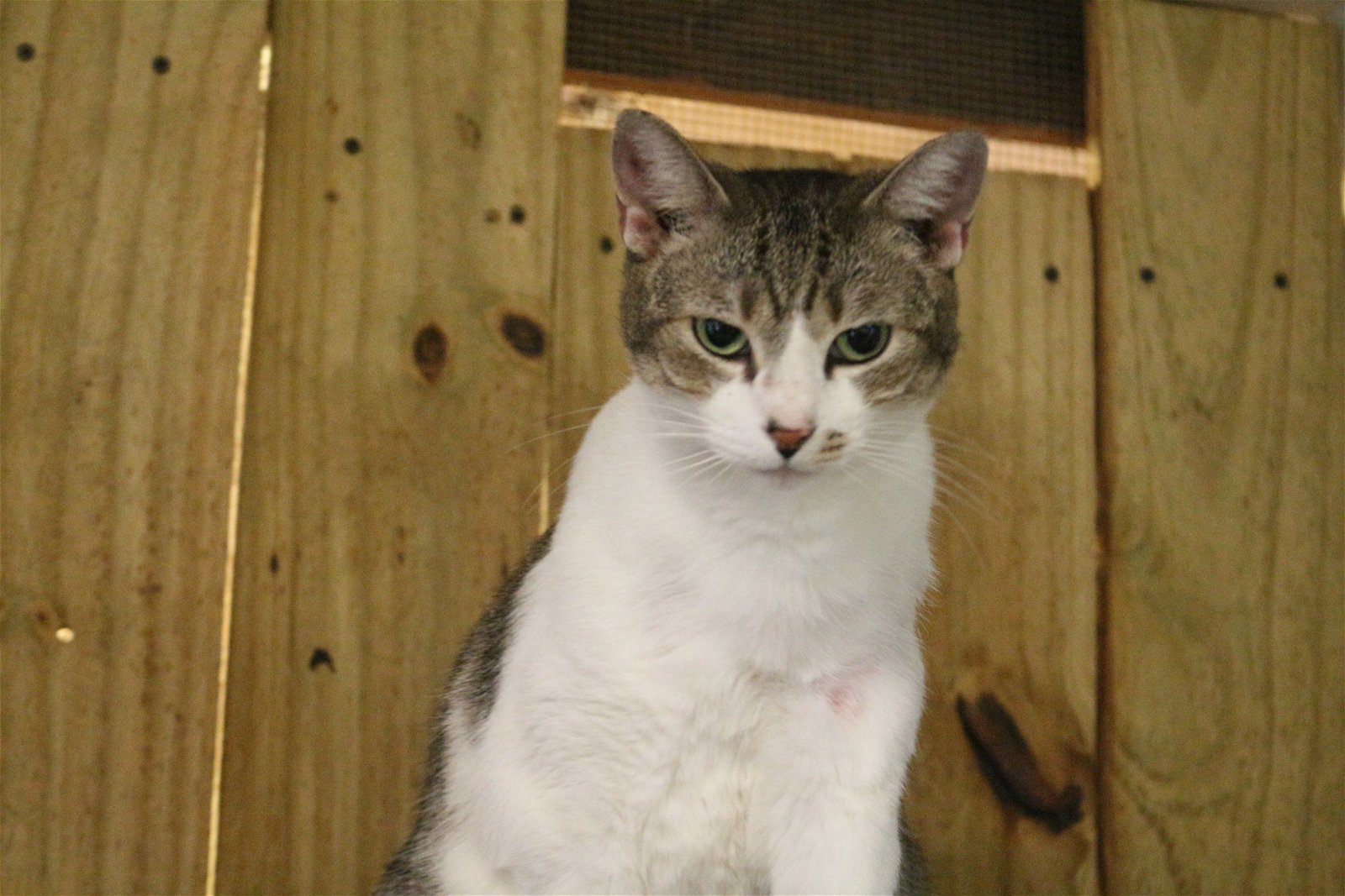 St. Francis, an adoptable Tabby in Jackson, MS, 39213 | Photo Image 3