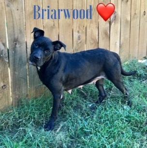 Briarwood, an adoptable American Bulldog in Jackson, MS, 39213 | Photo Image 1